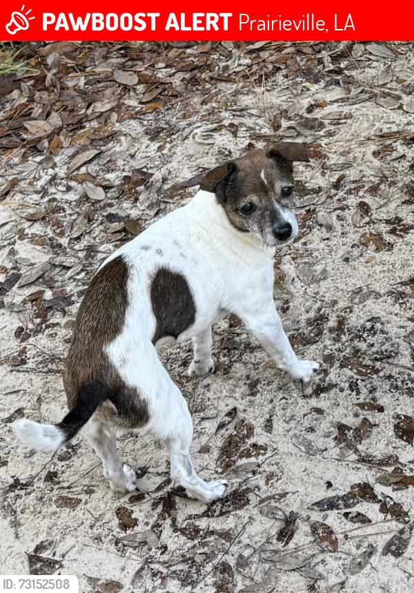 Lost Female Dog last seen Near Hunters Trace W, Prairieville, LA 70769