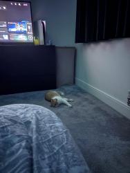 Reunited Male Cat last seen X, Stewkley, England 