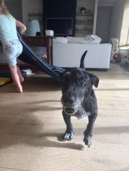 Found/Stray Female Dog last seen Bethlehem, Houston, TX 77018
