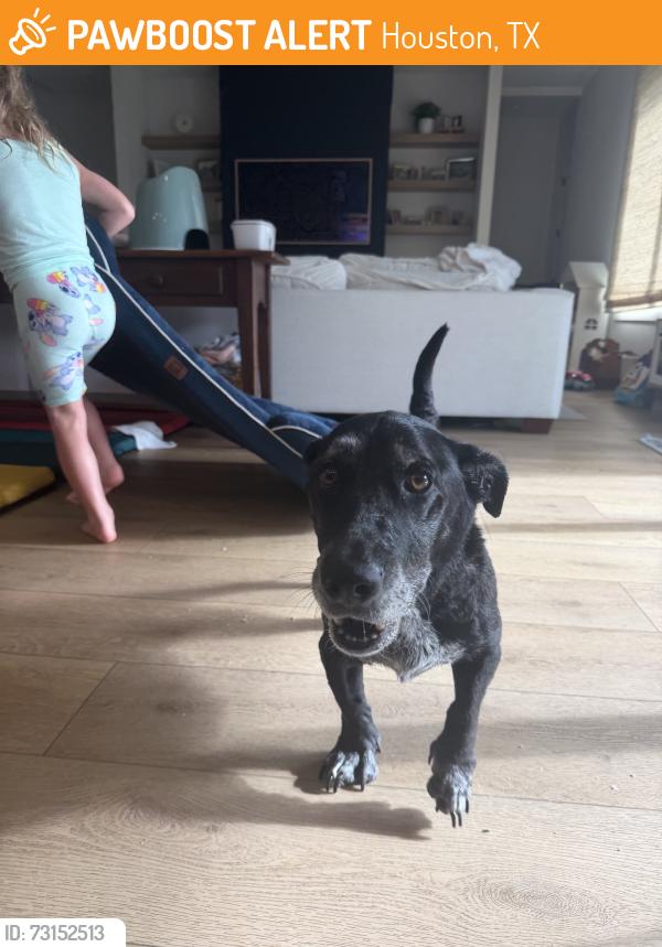Found/Stray Female Dog last seen Bethlehem, Houston, TX 77018