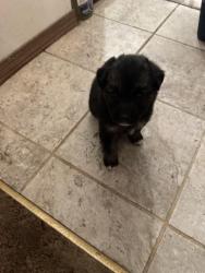 Lost Female Dog last seen Ave N and 41st west, Palmdale, CA 93551