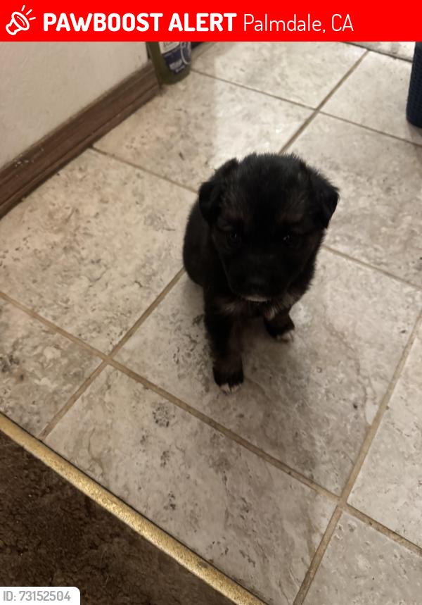 Lost Female Dog last seen Ave N and 41st west, Palmdale, CA 93551
