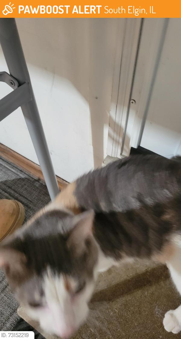 Found/Stray Unknown Cat last seen 31,+ River Valley Dr, Woodcliff Dr, By Anderson Animal Shelter, South Elgin, South Elgin, IL 60177