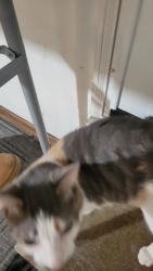 Found/Stray Unknown Cat last seen 31,+ River Valley Dr, Woodcliff Dr, By Anderson Animal Shelter, South Elgin, South Elgin, IL 60177