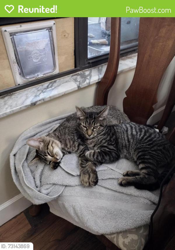 Reunited Female Cat last seen Westchester subdivision, Jacksonville, FL 32221