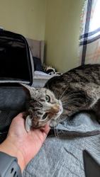 Reunited Male Cat last seen 187a Street and 66th Ave Surrey, Surrey, BC V3S 0T1