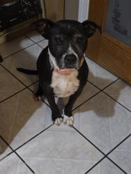 Lost Female Dog last seen haddick, Houston, TX 77078