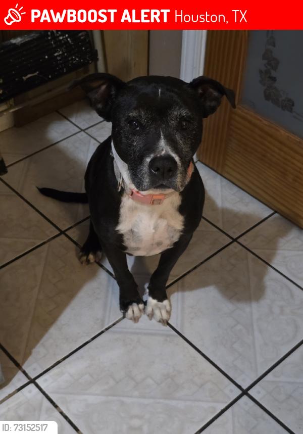 Lost Female Dog last seen haddick, Houston, TX 77078