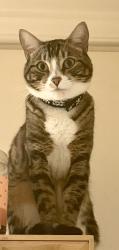 Reunited Male Cat last seen Marine & Sepulveda, Manhattan Beach, CA 90266