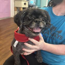 Shelter Stray Male Dog last seen , 8020 Washington St, Port Richey, FL 34668, USA
