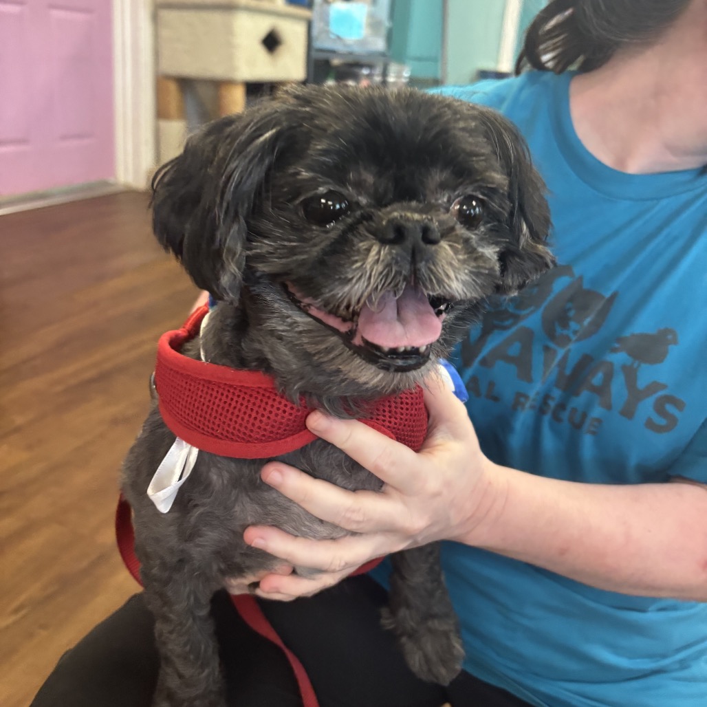 Shelter Stray Male Dog last seen , 8020 Washington St, Port Richey, FL 34668, USA