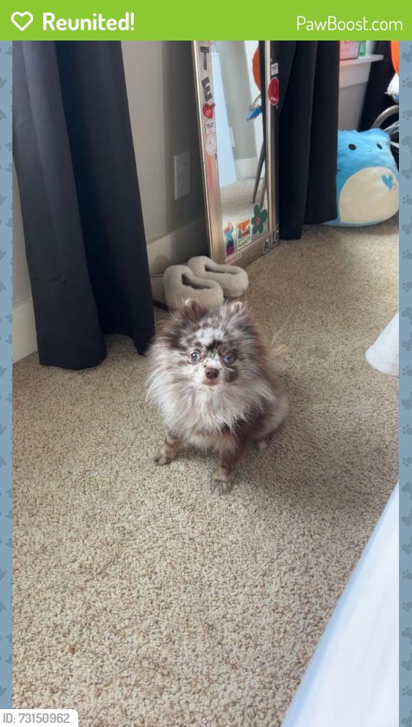 Reunited Male Dog last seen Corner of Mathews st and Princeton, Fort Collins, CO 80525