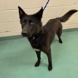 Shelter Stray Male Dog last seen , 2350 Appling City Cove, Memphis, TN 38133, USA