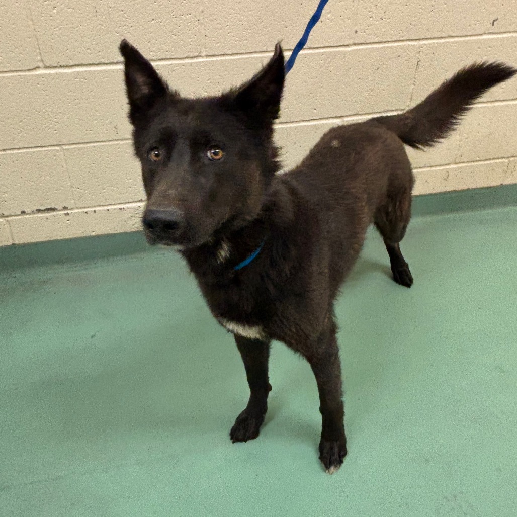 Shelter Stray Male Dog last seen , 2350 Appling City Cove, Memphis, TN 38133, USA