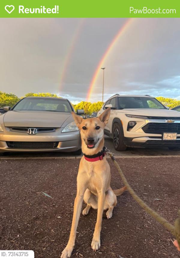 Reunited Female Dog last seen Cole Rd, Rt 82, Pleasant Valley, NY 12569