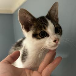 Shelter Stray Male Cat last seen , 4500 N Access Rd, Chattanooga, TN 37415, USA