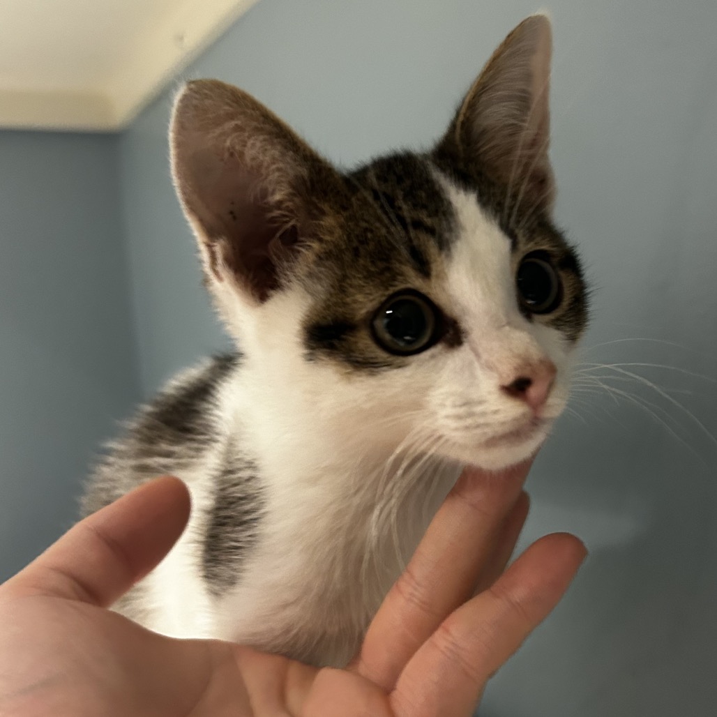 Shelter Stray Male Cat last seen , 4500 N Access Rd, Chattanooga, TN 37415, USA