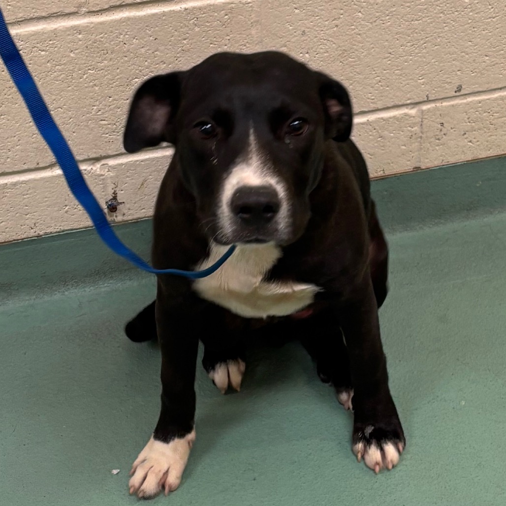 Shelter Stray Male Dog last seen , 2350 Appling City Cove, Memphis, TN 38133, USA