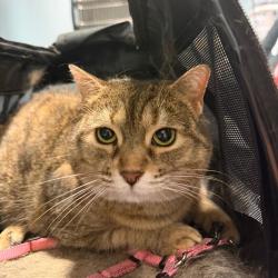 Shelter Stray Unknown Cat last seen , 4500 N Access Rd, Chattanooga, TN 37415, USA