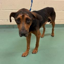 Shelter Stray Male Dog last seen , 2350 Appling City Cove, Memphis, TN 38133, USA