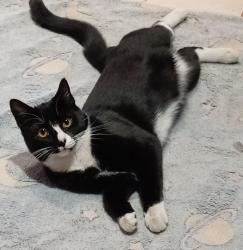 Lost Female Cat last seen Near Weiveld Village (PRETORIA), City of Tshwane Metropolitan Municipality, GP 