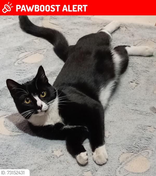 Lost Female Cat last seen Near Weiveld Village (PRETORIA), City of Tshwane Metropolitan Municipality, GP 