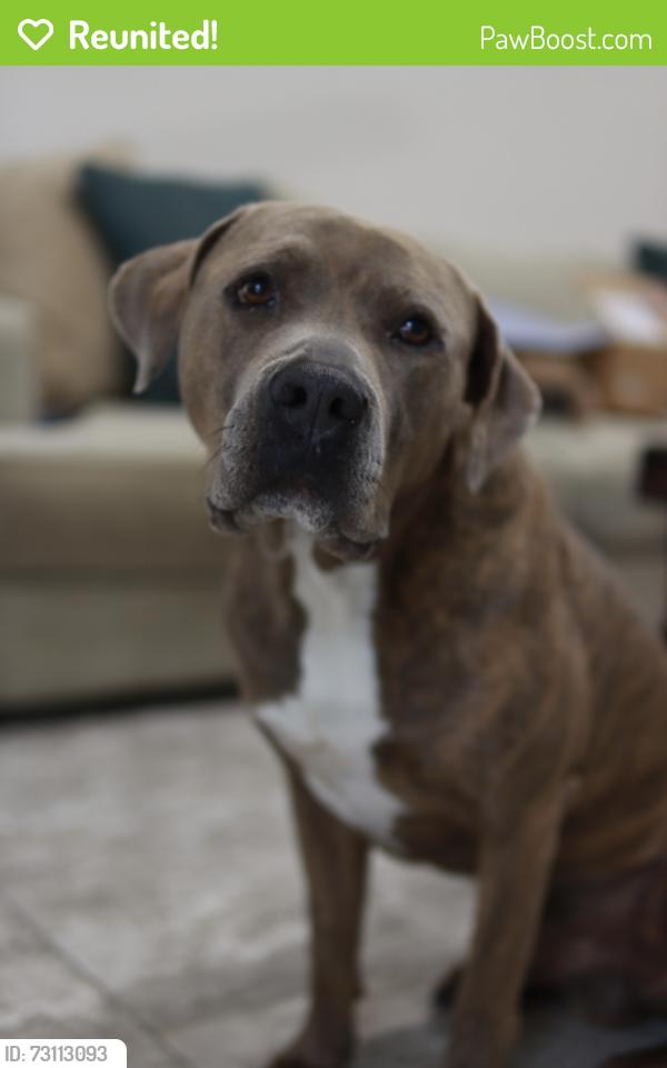 Reunited Male Dog last seen Westhollow Park near Westpark and Village Gate Dr, Houston, TX 77082