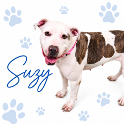 Shelter Stray Female Dog last seen , 2350 Appling City Cove, Memphis, TN 38133, USA