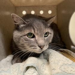 Shelter Stray Male Cat last seen , 361 S Raymond Ave, Pasadena, CA 91105, USA