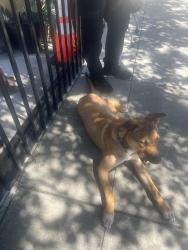 Found/Stray Unknown Dog last seen MacArthur and Parker, Oakland, CA 94605