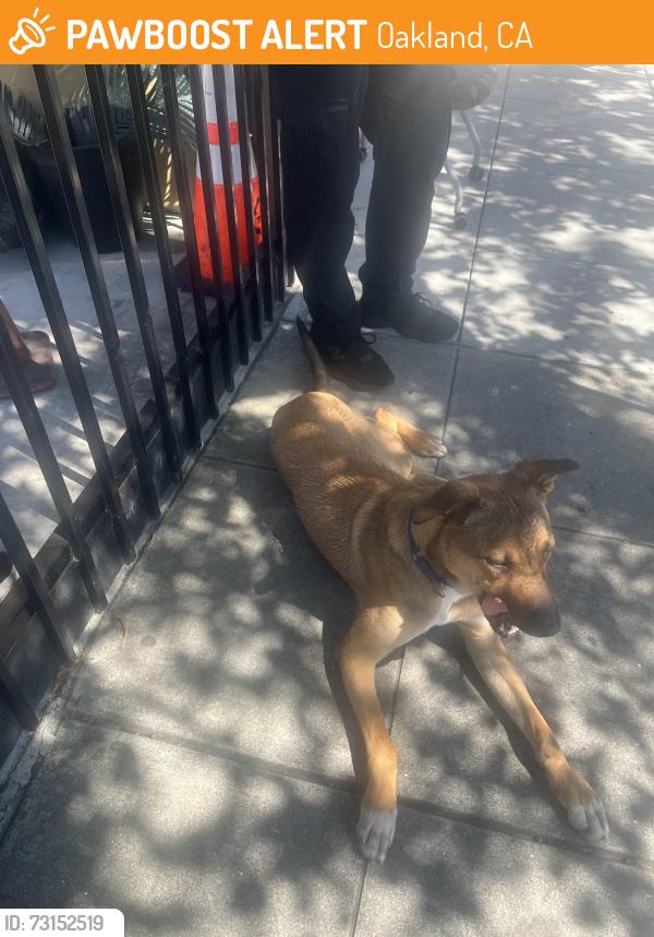 Found/Stray Unknown Dog last seen MacArthur and Parker, Oakland, CA 94605