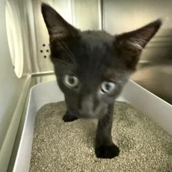 Shelter Stray Male Cat last seen , 3428 S Jenkins Ave, Norman, OK 73072, USA