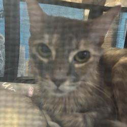 Shelter Stray Unknown Cat last seen , 12910 Yukon Ave, Hawthorne, CA 90250, USA