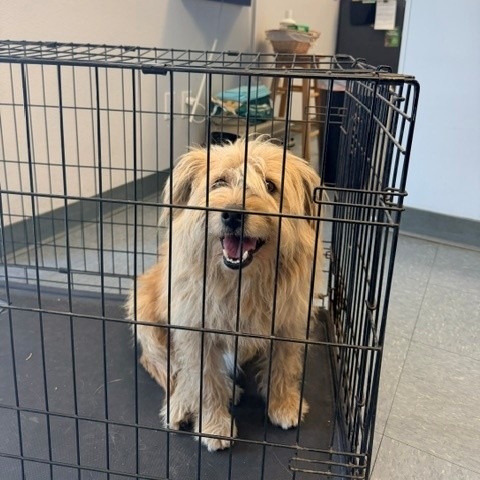 Shelter Stray Male Dog last seen , 12910 Yukon Ave, Hawthorne, CA 90250, USA