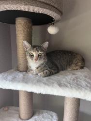 Lost Female Cat last seen Gold Coast Dr, San Diego, CA 92126