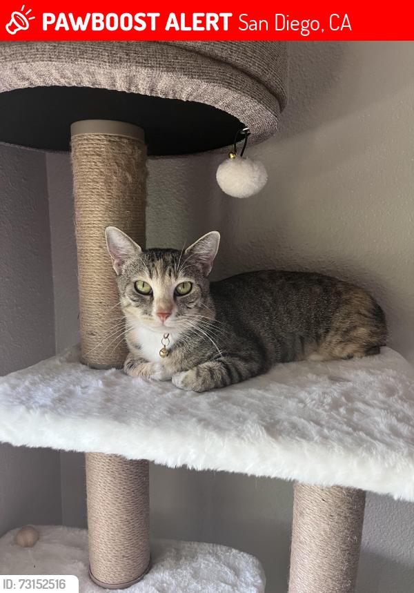 Lost Female Cat last seen Gold Coast Dr, San Diego, CA 92126