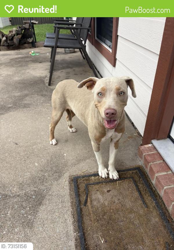 Reunited Female Dog last seen Autumn Trl, Royse City, TX 75189