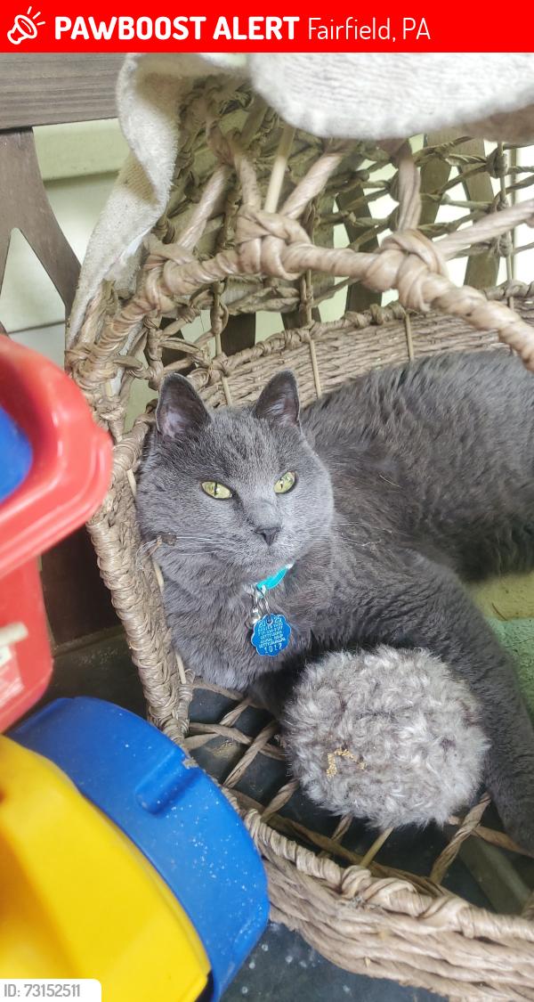 Lost Female Cat last seen Near Blue Ridge Trail, Fairfield PA, Fairfield, PA 17320