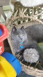 Lost Female Cat last seen Near Blue Ridge Trail, Fairfield PA, Fairfield, PA 17320