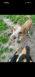 Lost Female Dog last seen Dril-quip on raywood blvd, Houston, TX 77040