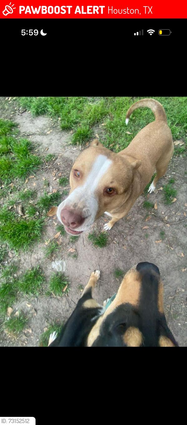 Lost Female Dog last seen Dril-quip on raywood blvd, Houston, TX 77040