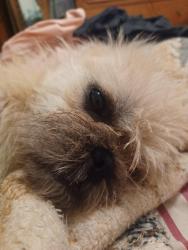 Found/Stray Male Dog last seen Baseline and Dwight San Bernardino CA, San Bernardino, CA 92411