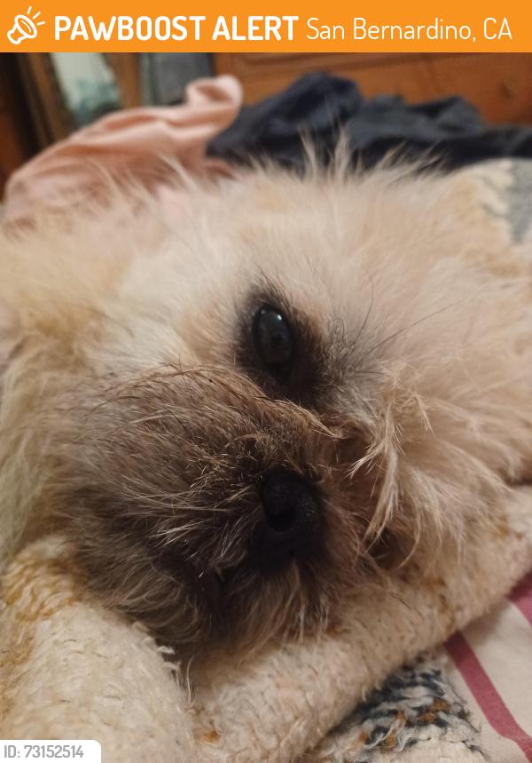 Found/Stray Male Dog last seen Baseline and Dwight San Bernardino CA, San Bernardino, CA 92411