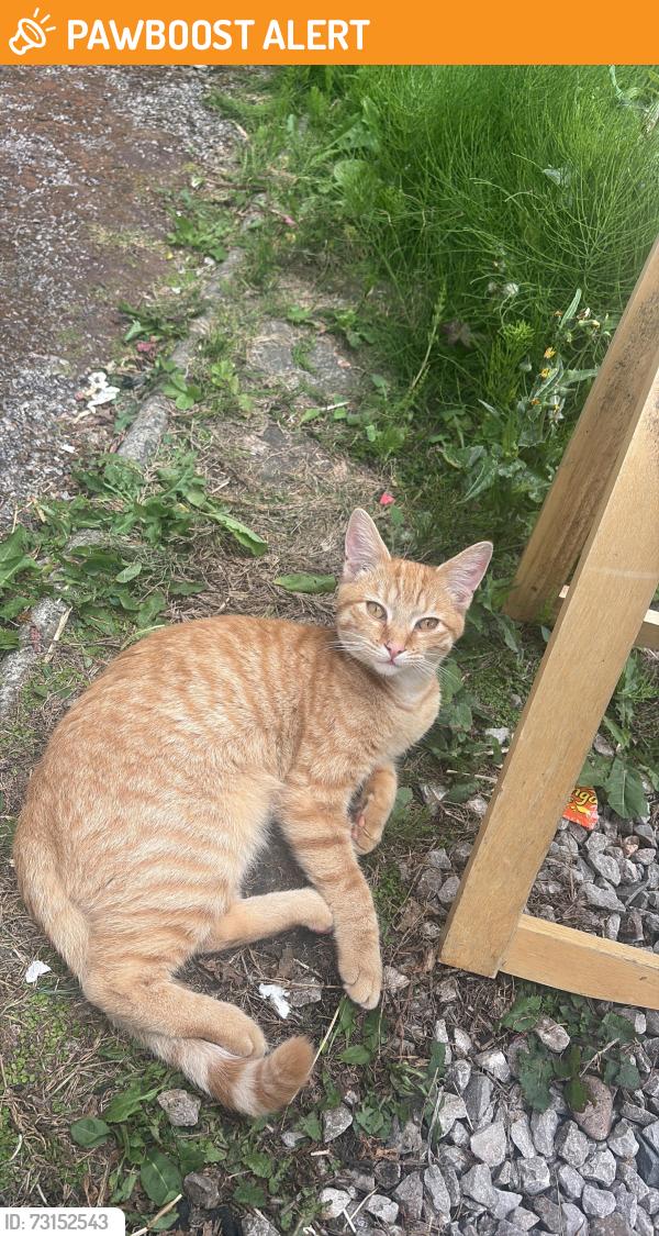 Found/Stray Male Cat last seen pure gym, Blackpool, England FY4 3HD