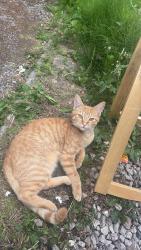 Found/Stray Male Cat last seen pure gym, Blackpool, England FY4 3HD