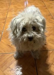 Reunited Male Dog last seen Evergreen Ln, Port Hueneme, CA 93041