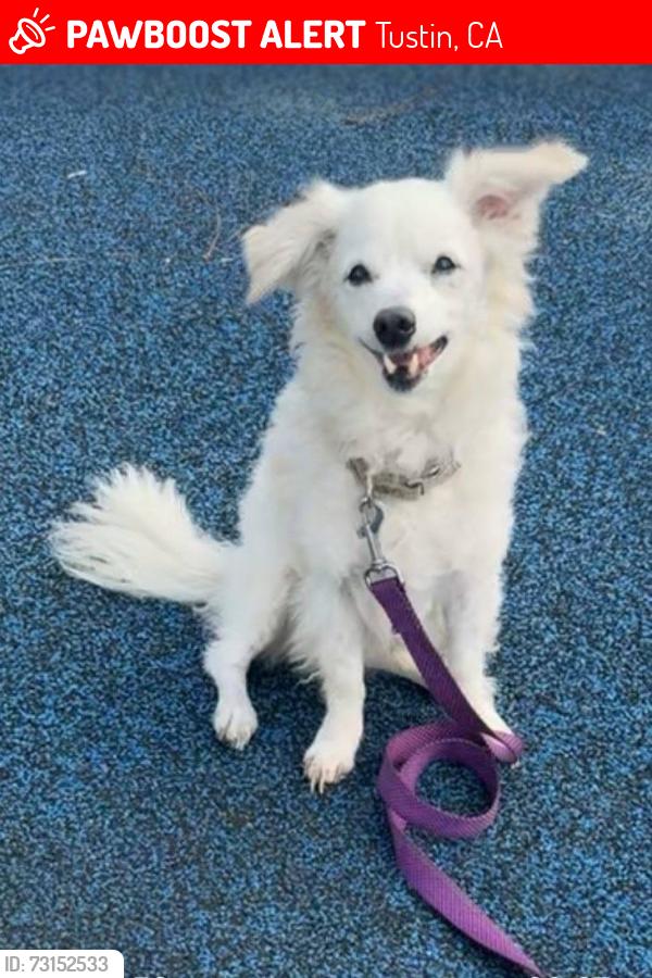 Lost Female Dog last seen Ralphs parking lot Tustin, Tustin, CA 92782