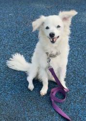 Lost Female Dog last seen Ralphs parking lot Tustin, Tustin, CA 92782