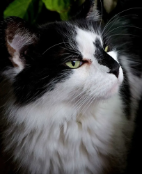 Reunited Male Cat last seen Northridge Drive and Field Drive on the corner, Noblesville, IN 46060