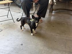 Lost Male Dog last seen vail, Montebello, CA 90640
